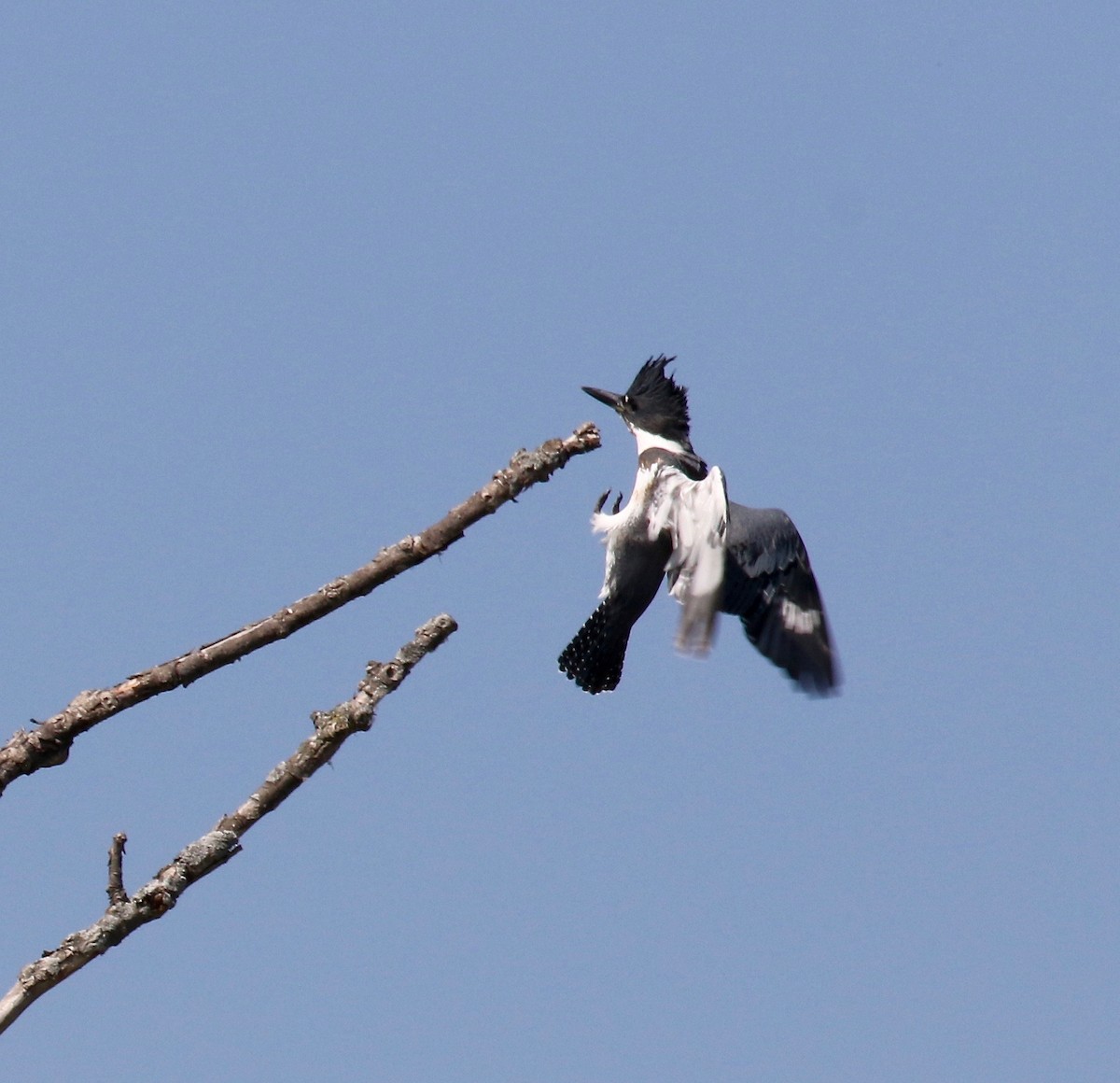 Belted Kingfisher - ML609033157