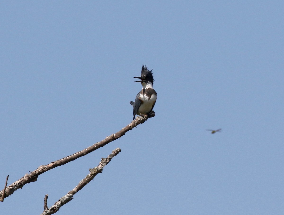 Belted Kingfisher - Sandy Vorpahl