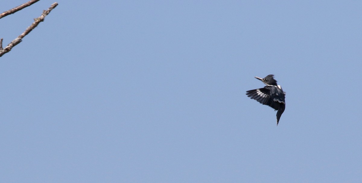 Belted Kingfisher - ML609033160
