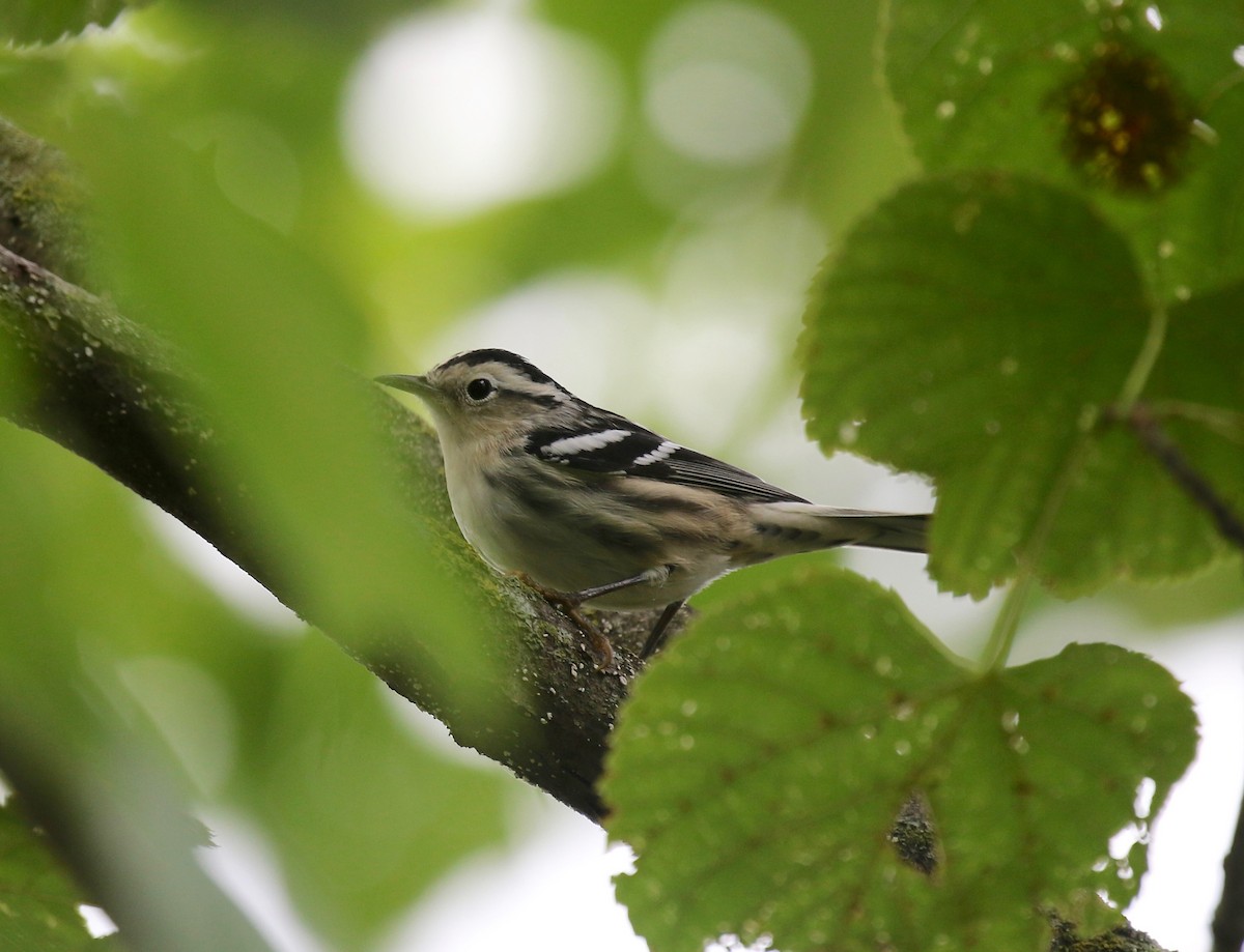 Black-and-white Warbler - ML609033295