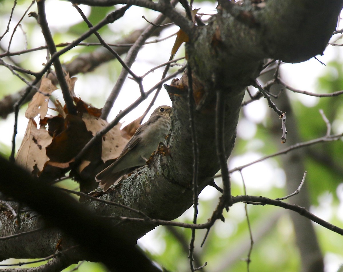 Swainson's Thrush - ML609033305