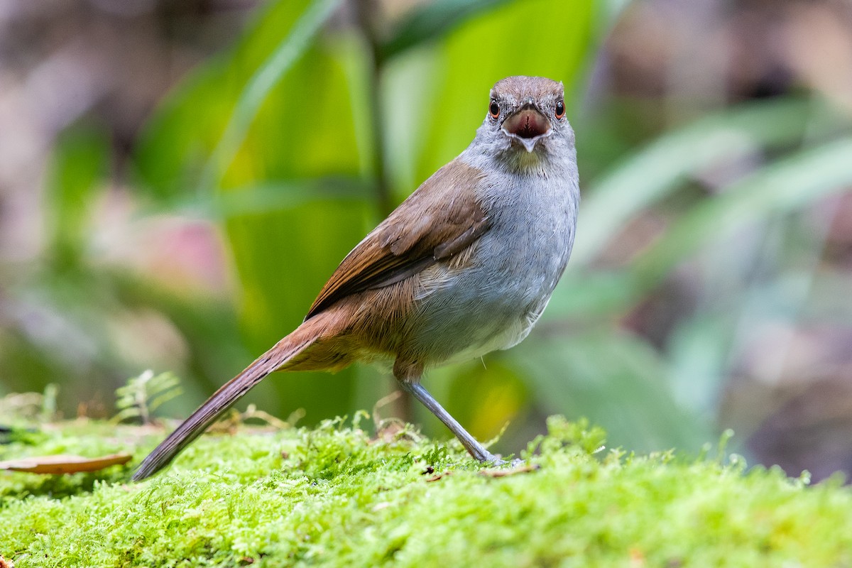 Bagobo Robin - Miguel David De Leon