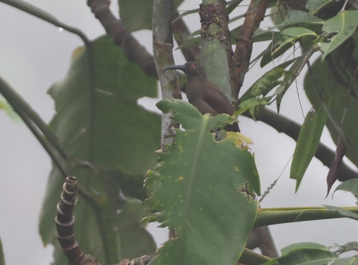 Long-billed Honeyeater - ML609033631