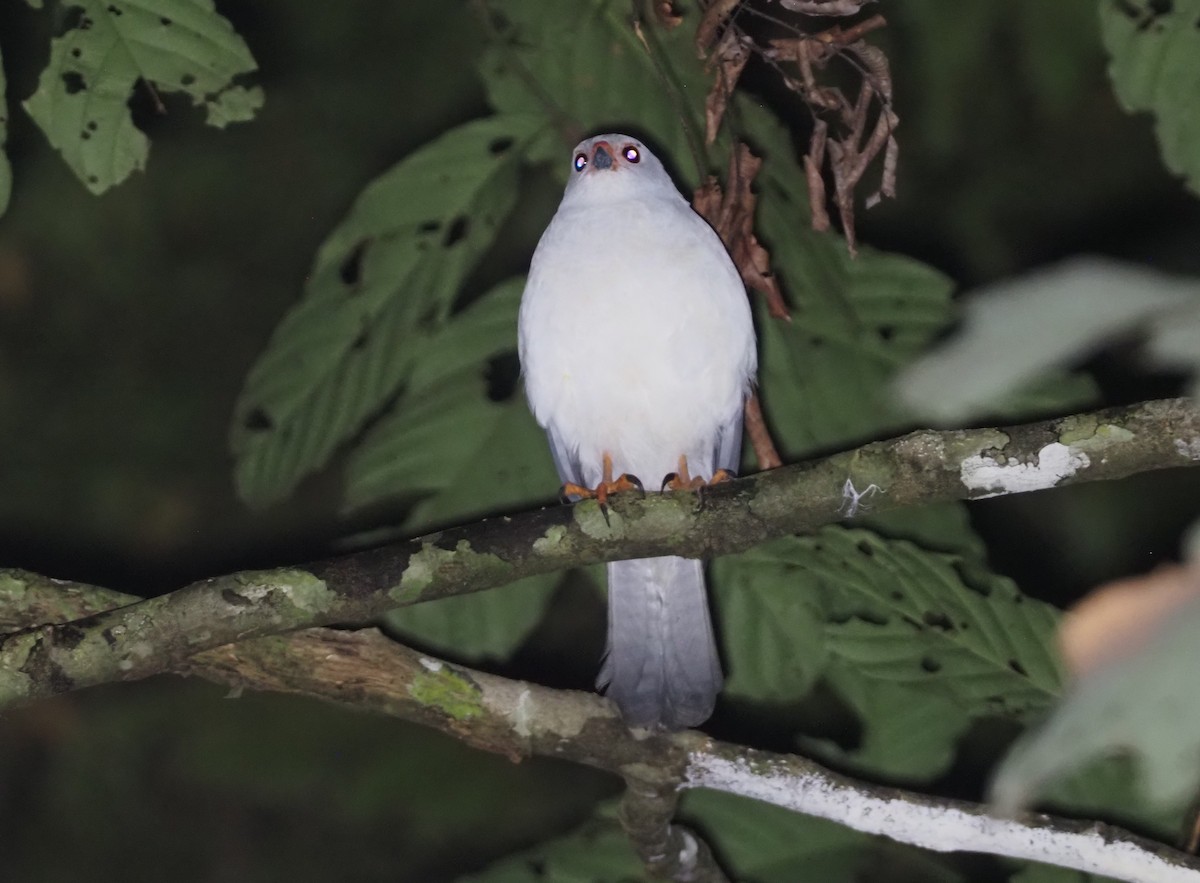 Gray-headed Goshawk - ML609033731