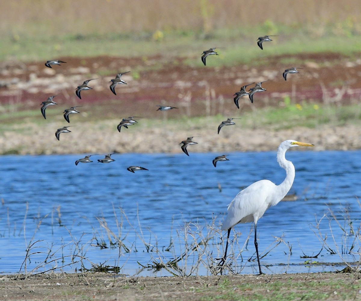 Great Egret - ML609033800