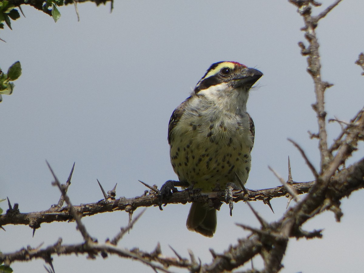 diademskjeggfugl - ML609033850