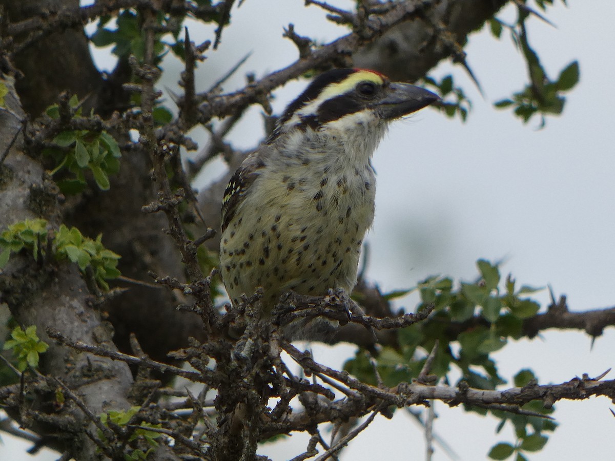 diademskjeggfugl - ML609033852