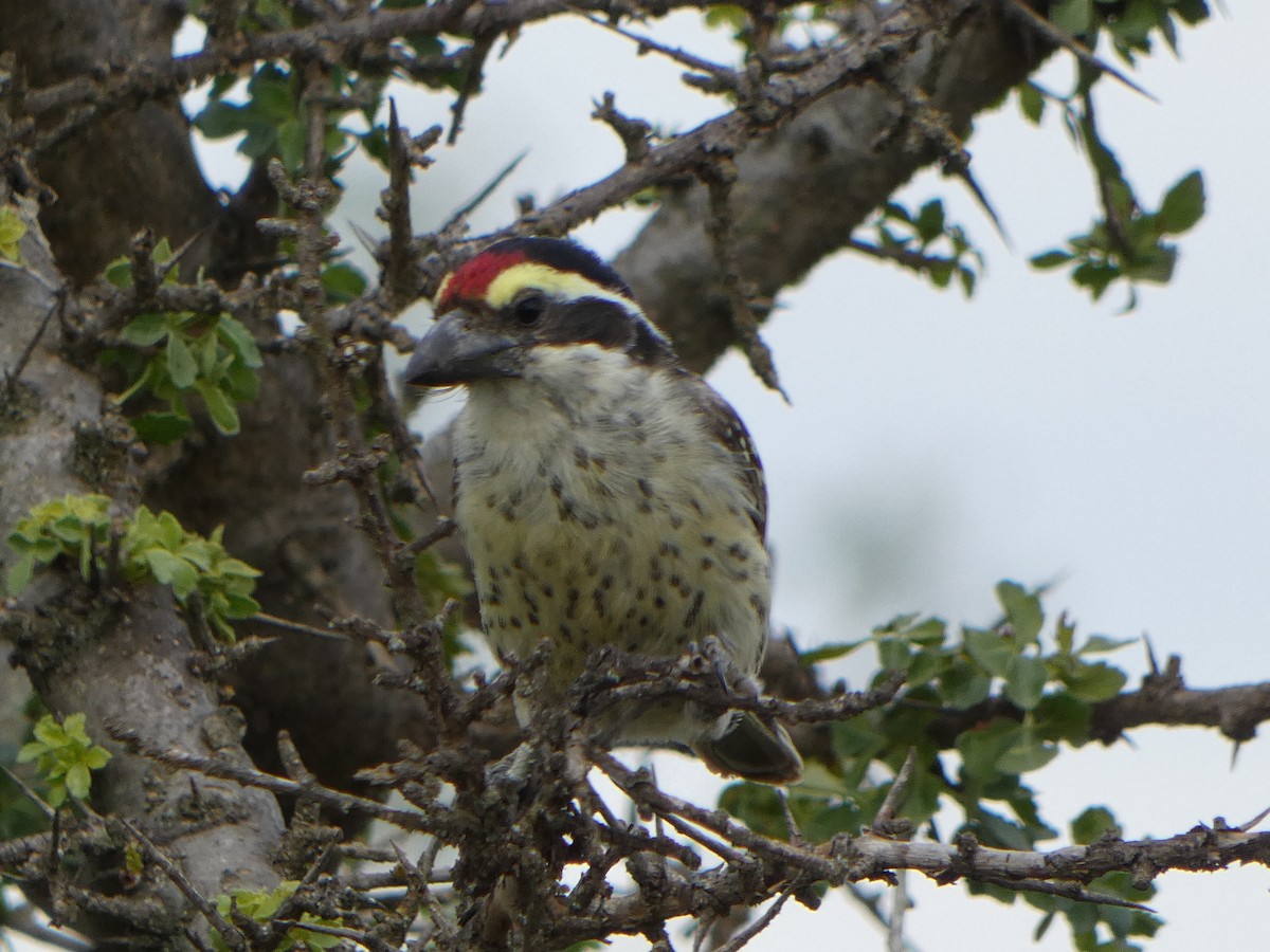 diademskjeggfugl - ML609033866