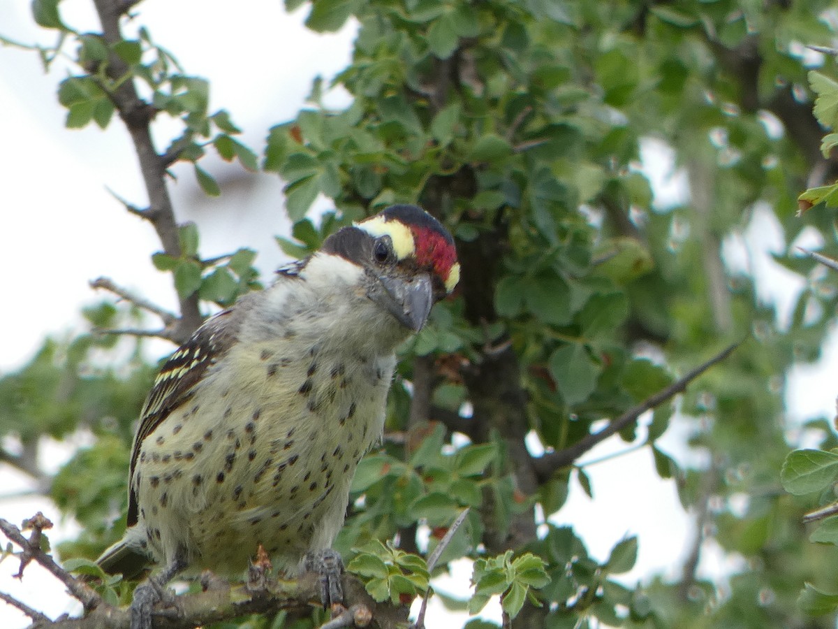 diademskjeggfugl - ML609033867