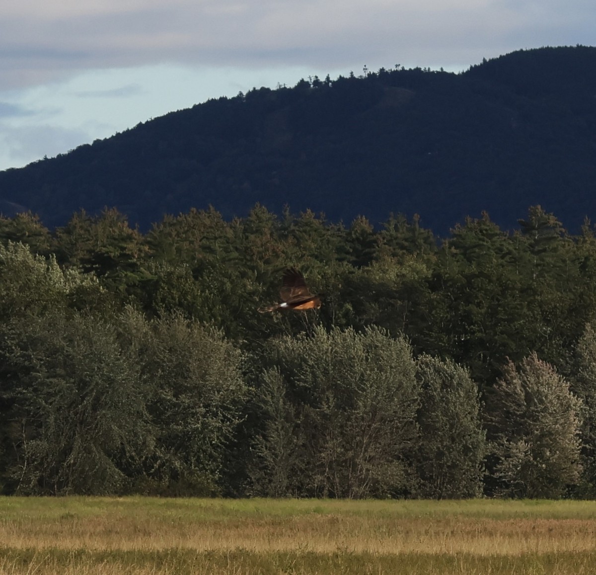 Northern Harrier - ML609033880