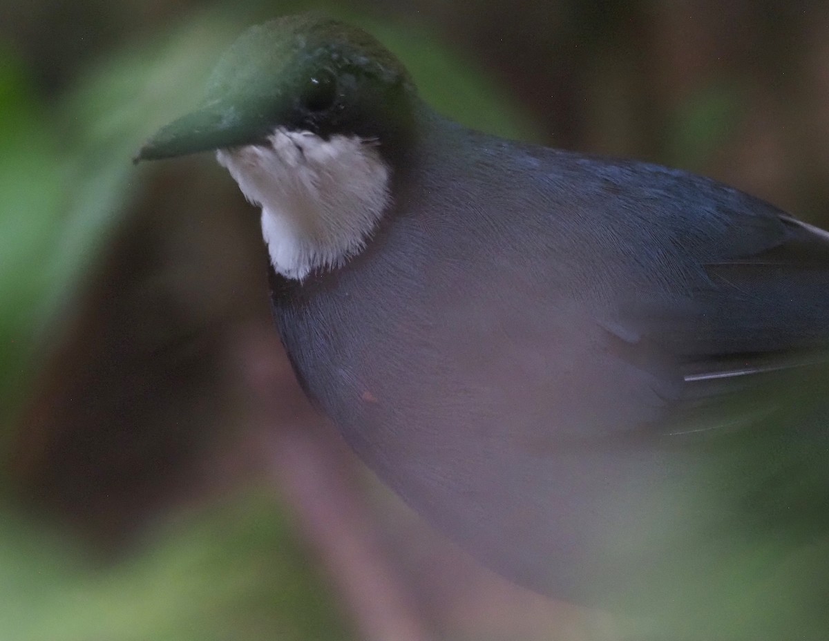 Dimorphic Jewel-babbler - Stephan Lorenz / Rockjumper Birding Tours