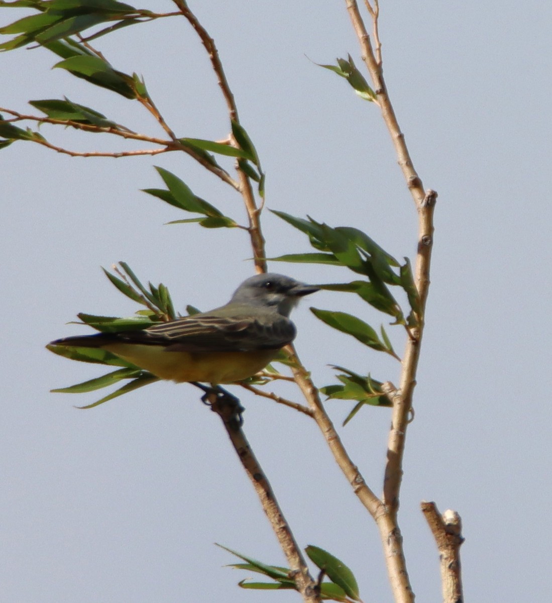 Cassin's Kingbird - ML609033911