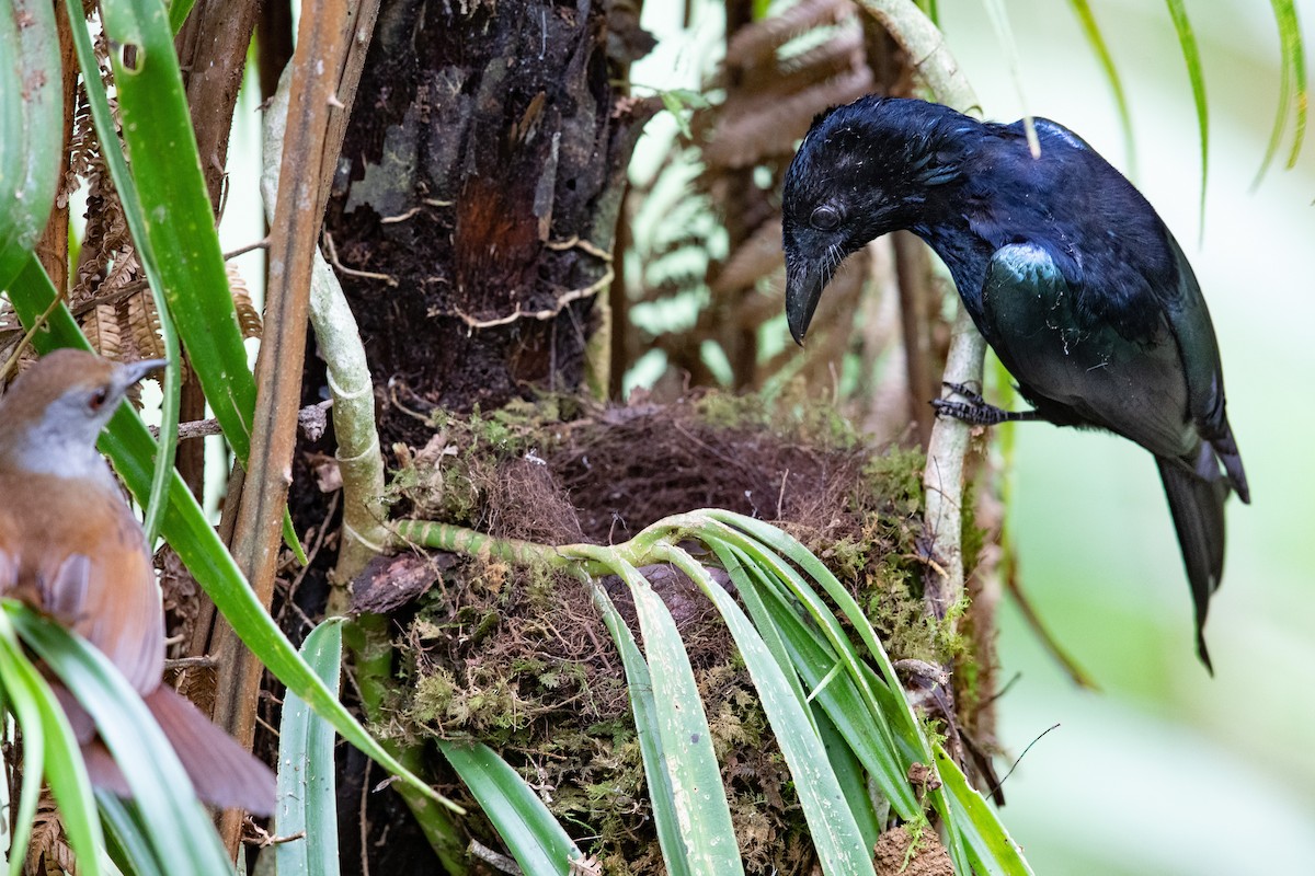 drongo sp. - Miguel David De Leon
