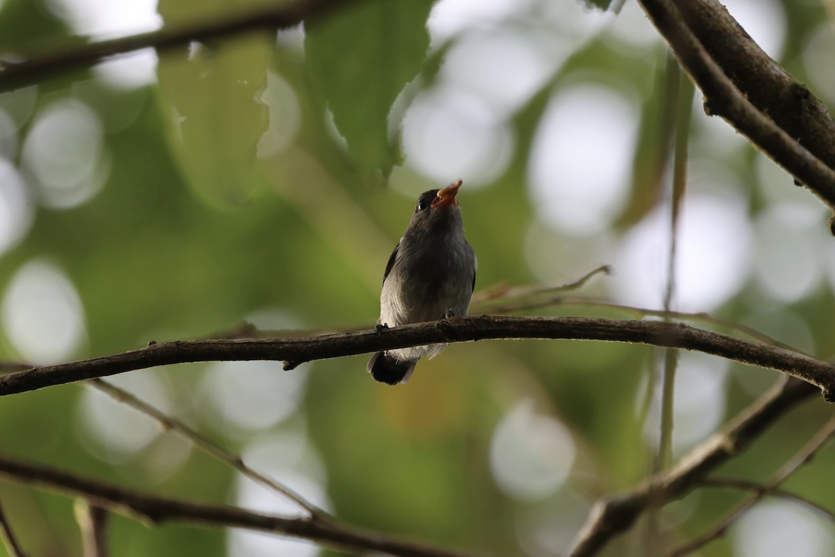 Crimson-crowned Flowerpecker - ML609034058