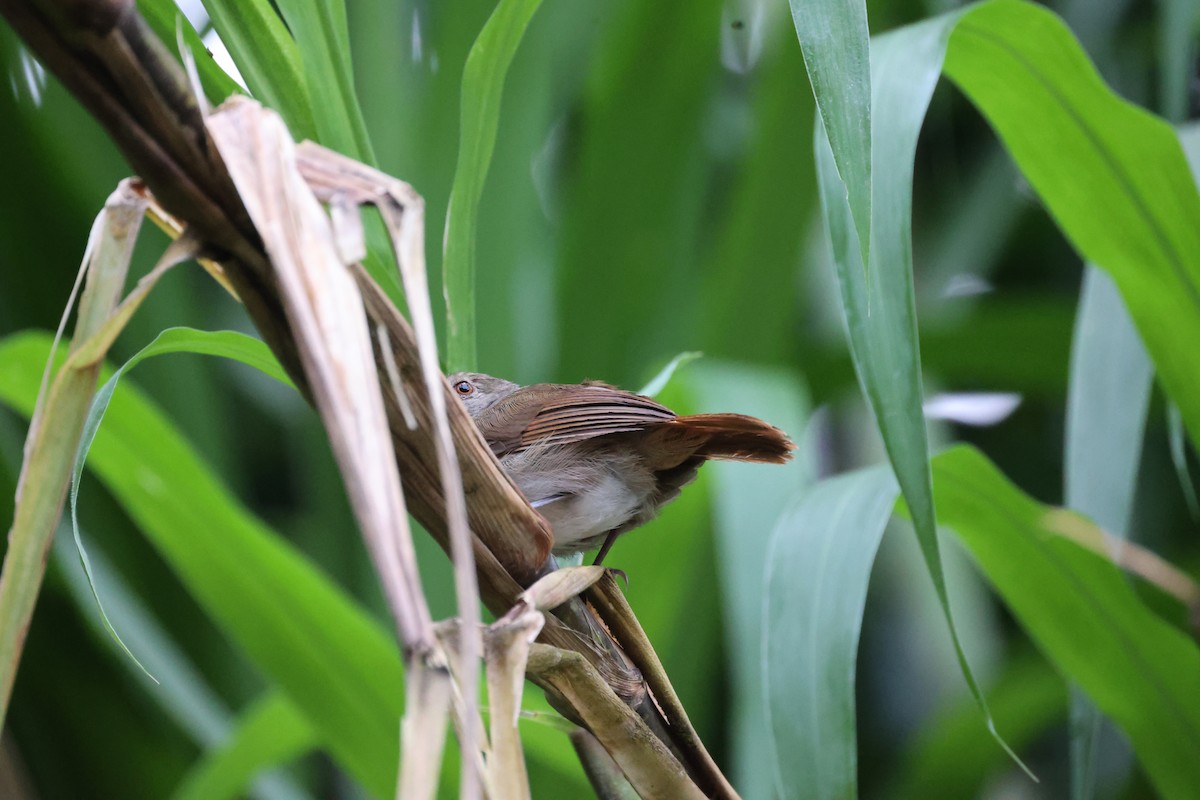 Sulawesi Babbler - Andrew William