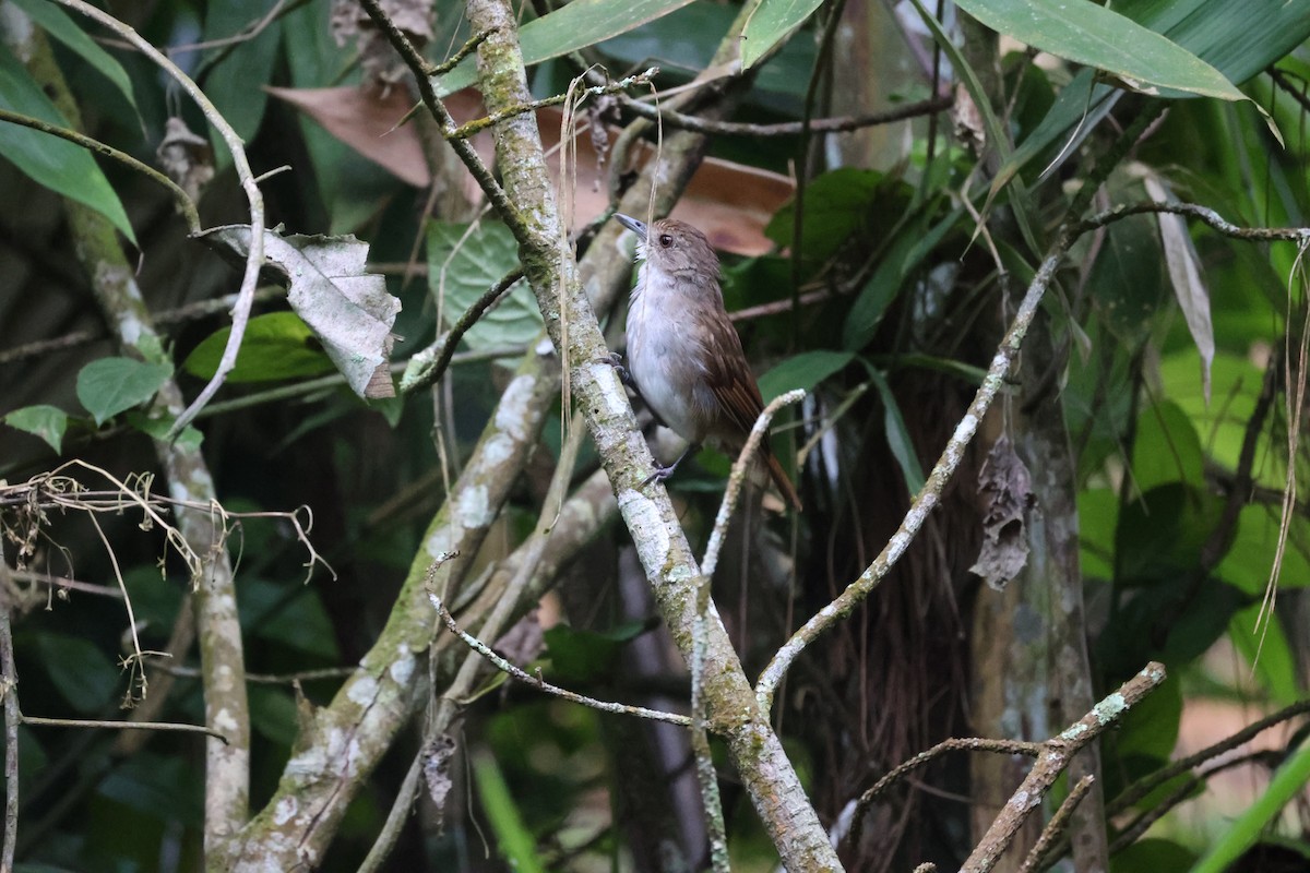 Sulawesi Babbler - Andrew William