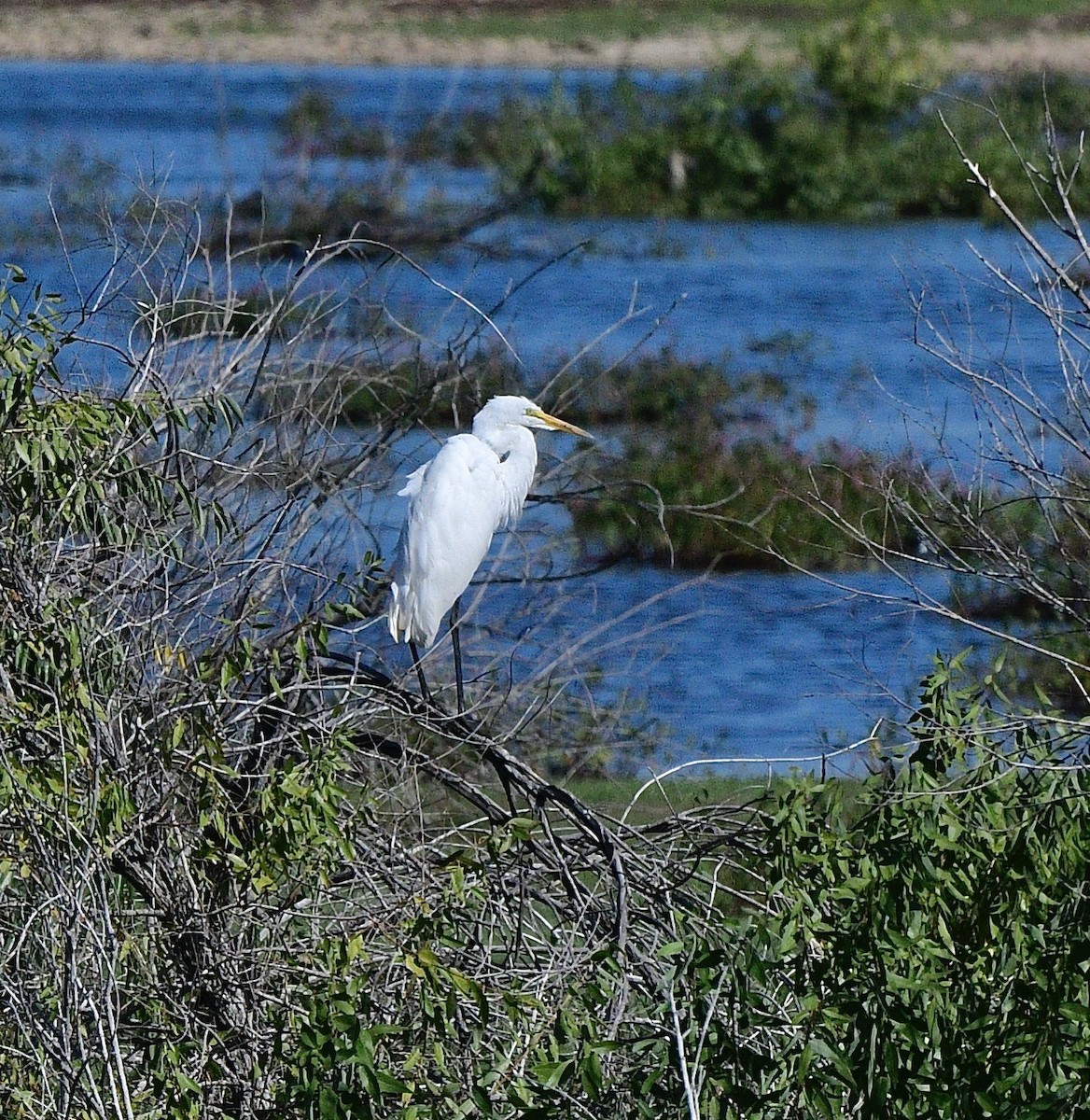 Great Egret - ML609034160