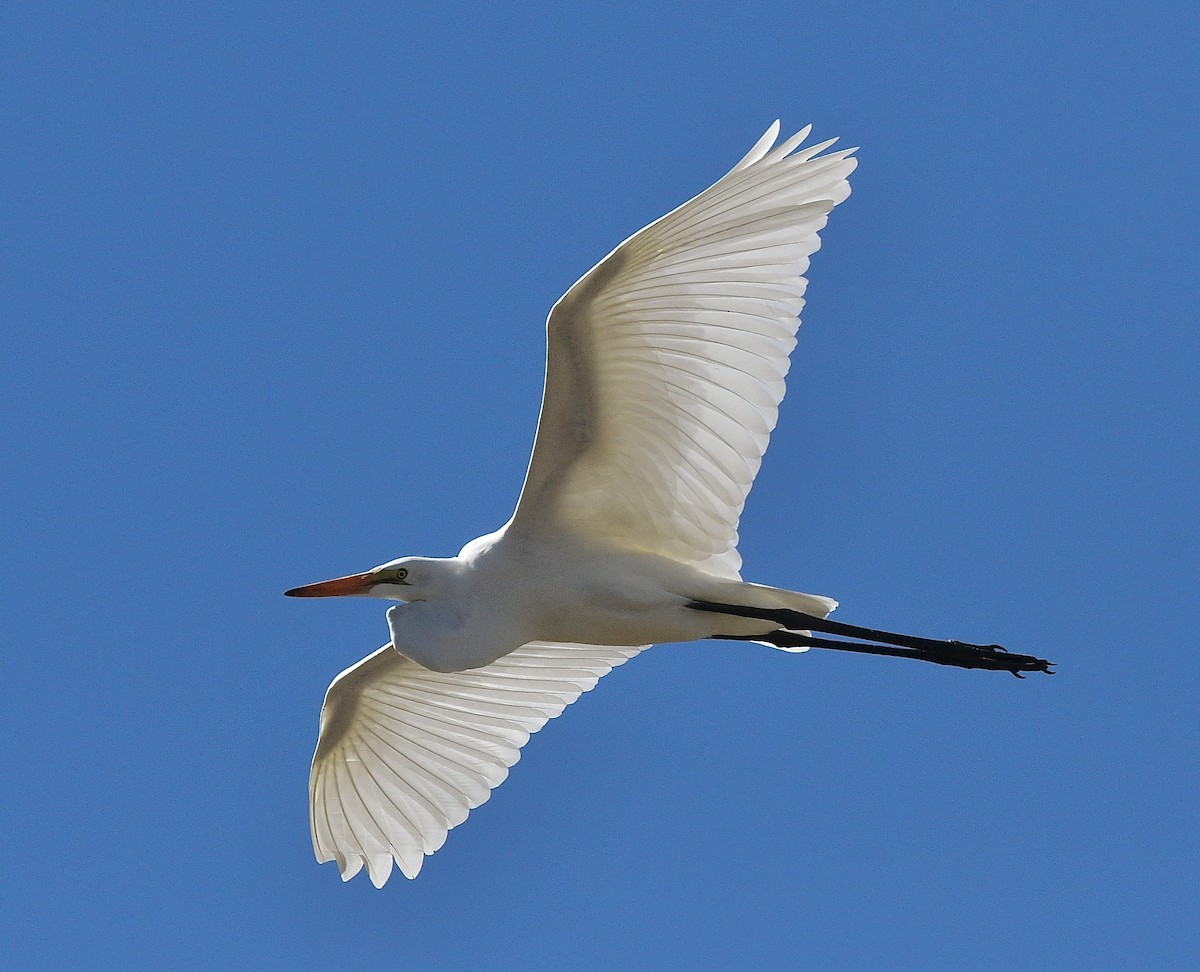 Great Egret - Norman Eshoo