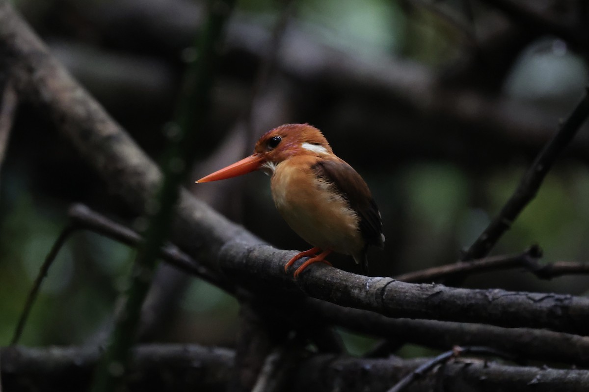 Sulawesi Dwarf-Kingfisher - ML609034264
