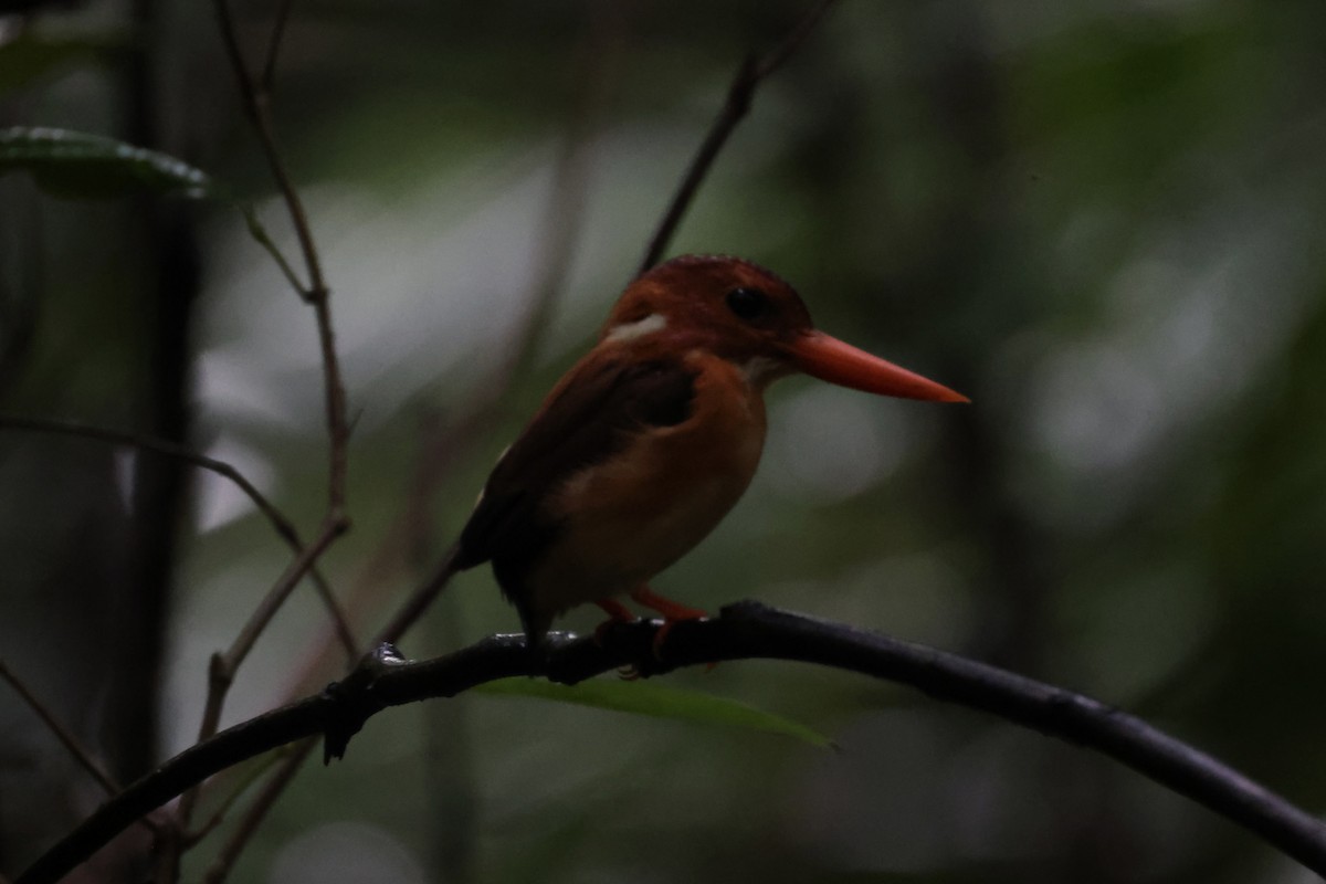 Sulawesi Dwarf-Kingfisher - ML609034265