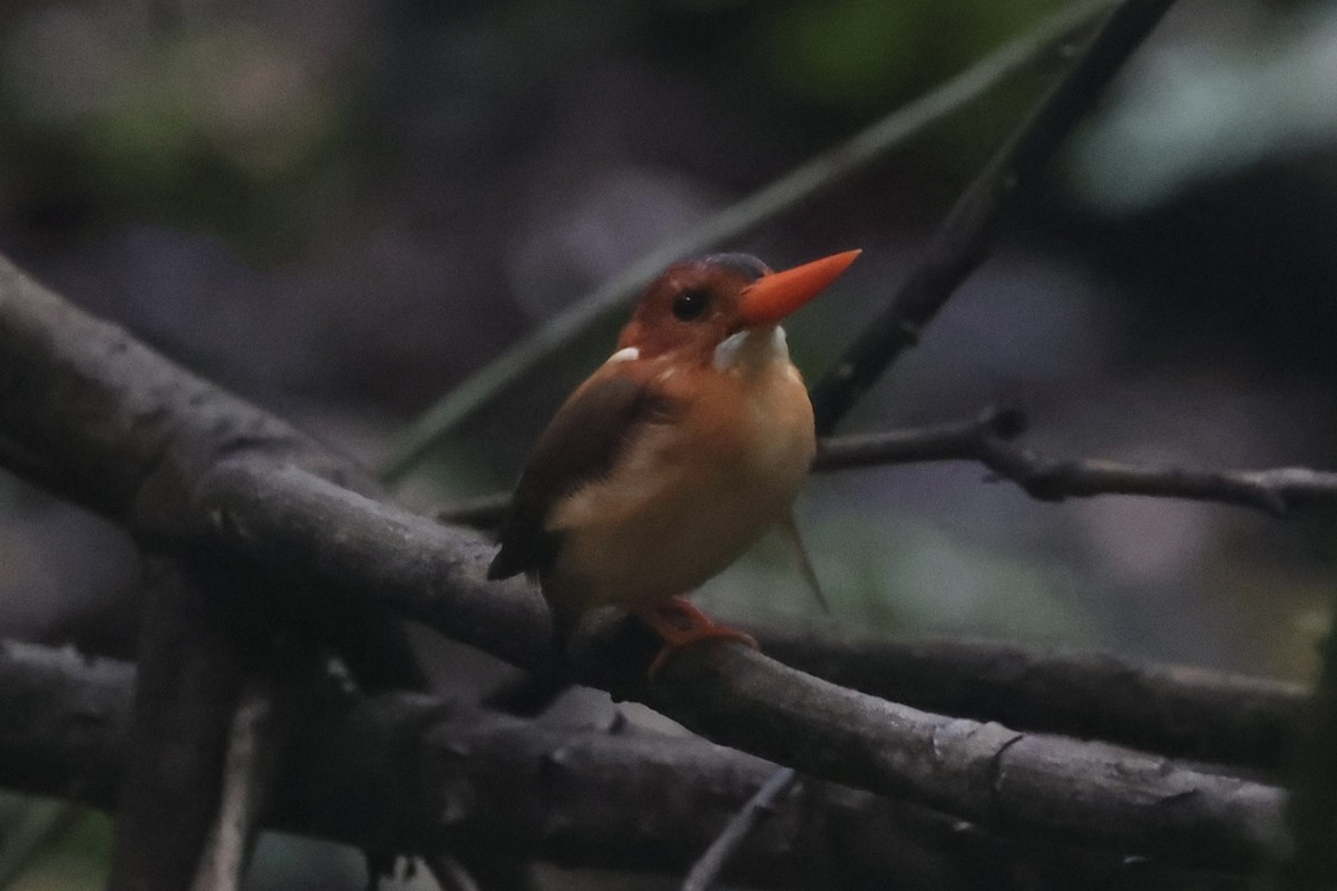 Sulawesi Dwarf-Kingfisher - ML609034266