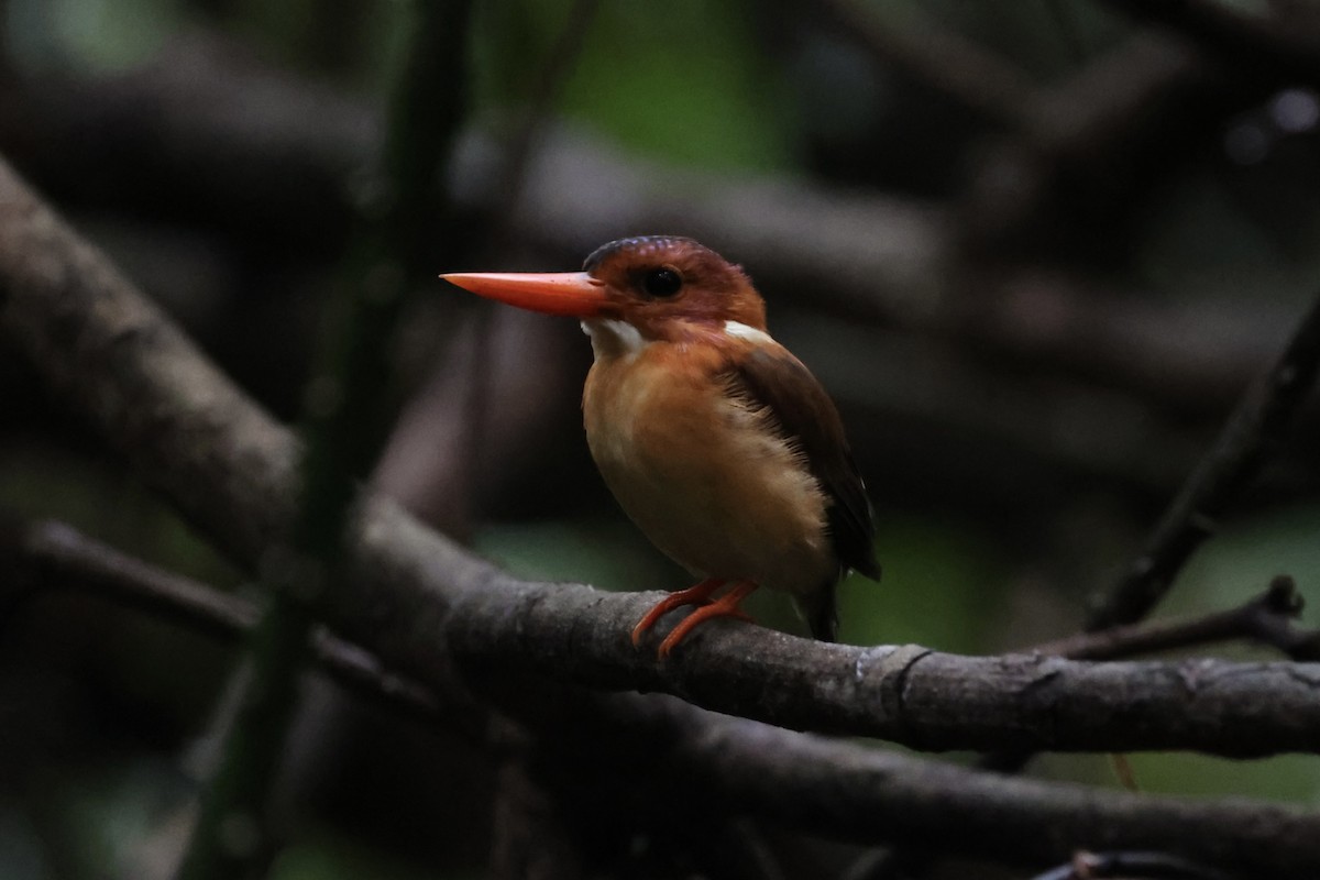 Sulawesi Dwarf-Kingfisher - ML609034267