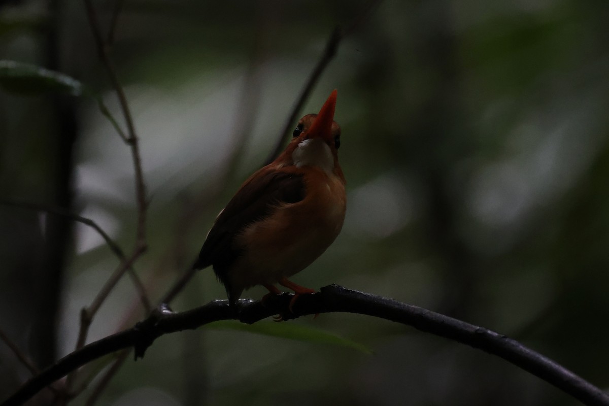 Sulawesi Dwarf-Kingfisher - ML609034269