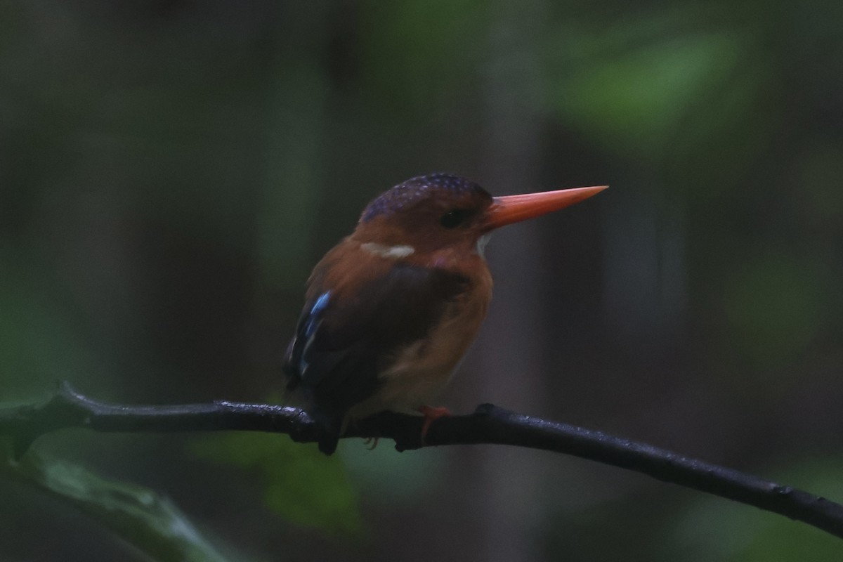 Sulawesi Dwarf-Kingfisher - ML609034272