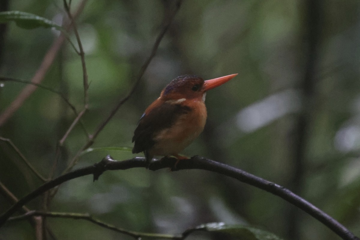 Sulawesi Dwarf-Kingfisher - ML609034273