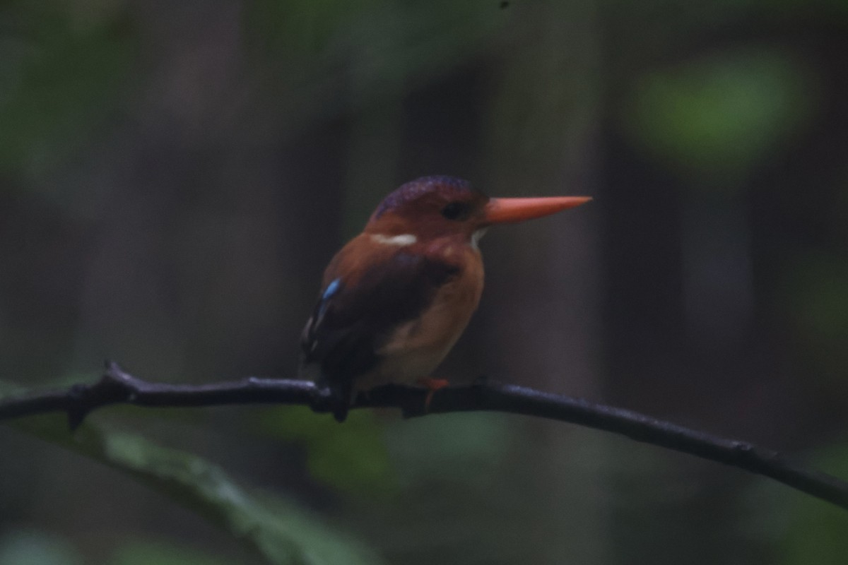 Sulawesi Dwarf-Kingfisher - ML609034274