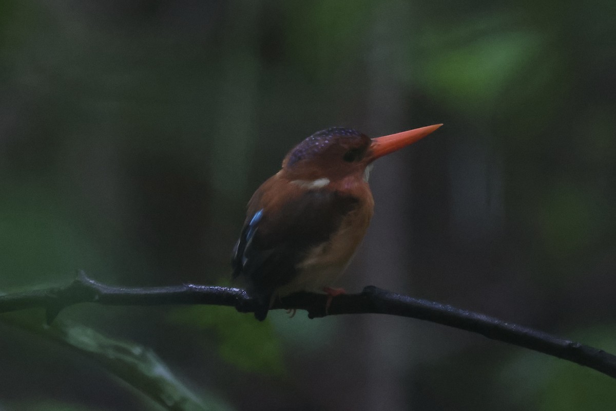 Sulawesi Dwarf-Kingfisher - ML609034275