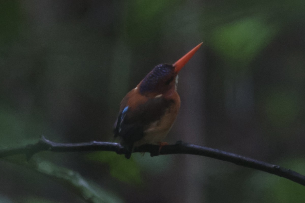 Sulawesi Dwarf-Kingfisher - ML609034276