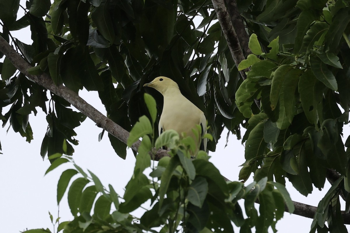 Silver-tipped Imperial-Pigeon - Andrew William