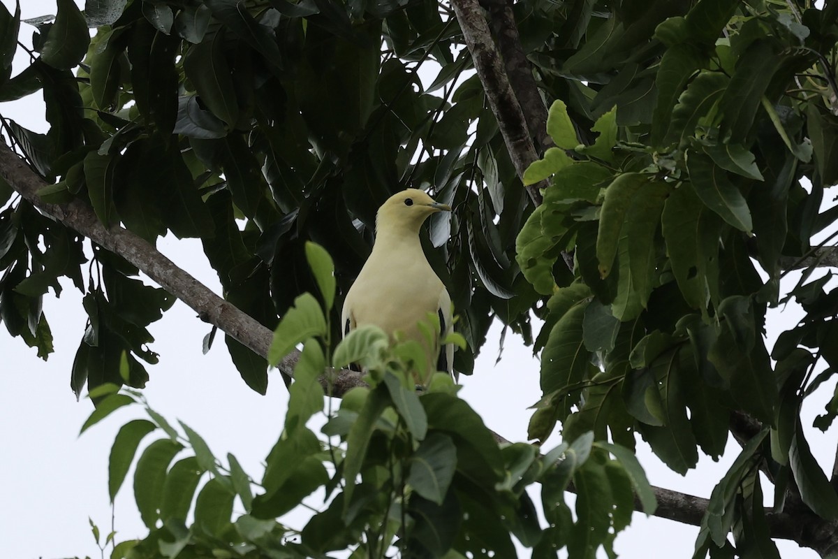 Silver-tipped Imperial-Pigeon - ML609034299