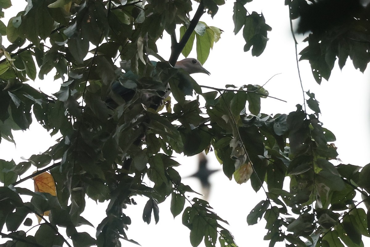 Green Imperial-Pigeon - Andrew William