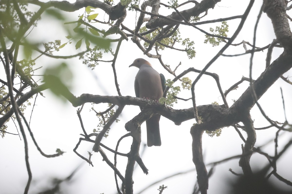 Green Imperial-Pigeon - Andrew William