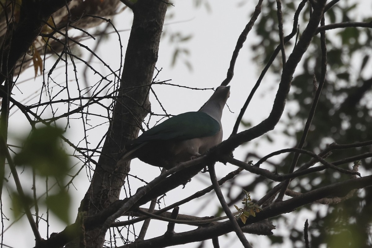 Green Imperial-Pigeon - Andrew William