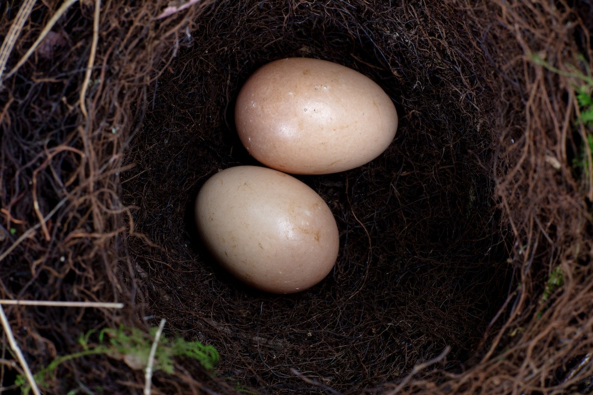 Bagobo Robin - ML609034316