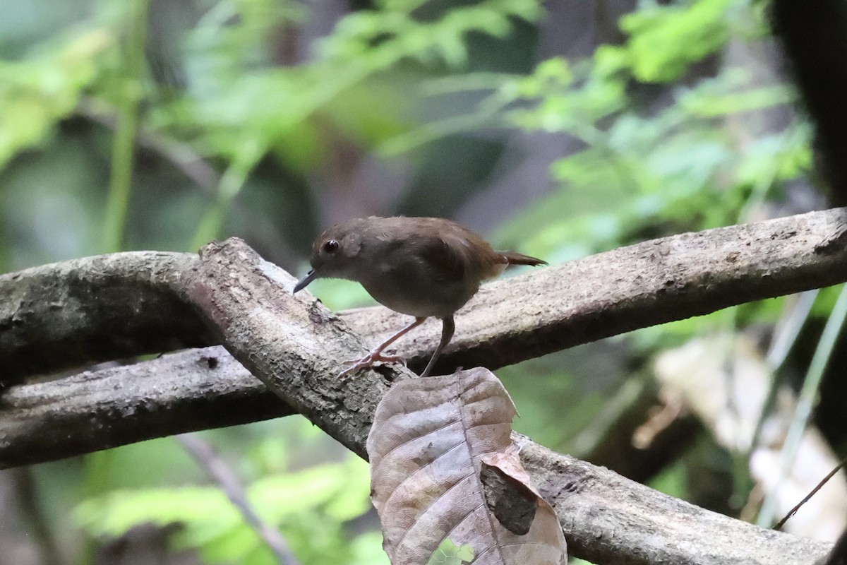 Sulawesi Babbler - Andrew William