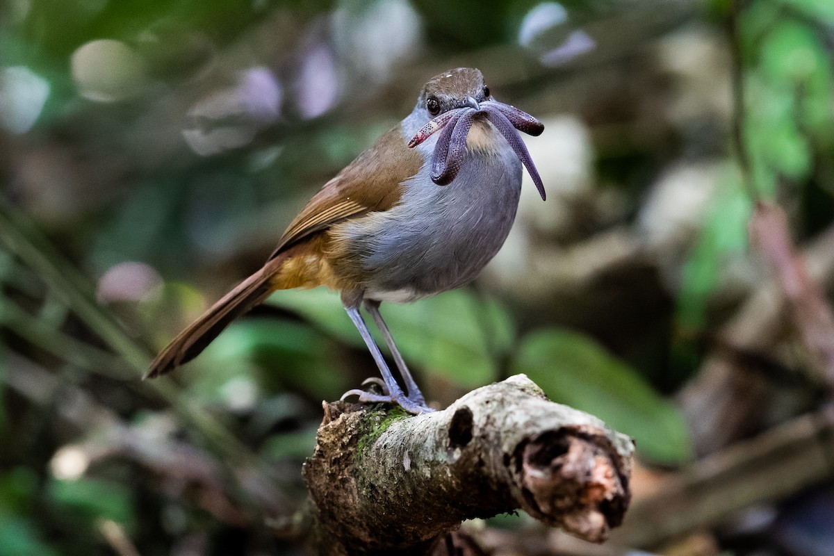 Bagobo Robin - ML609034387