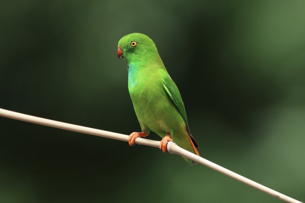 Pygmy Hanging-Parrot - Andrew William