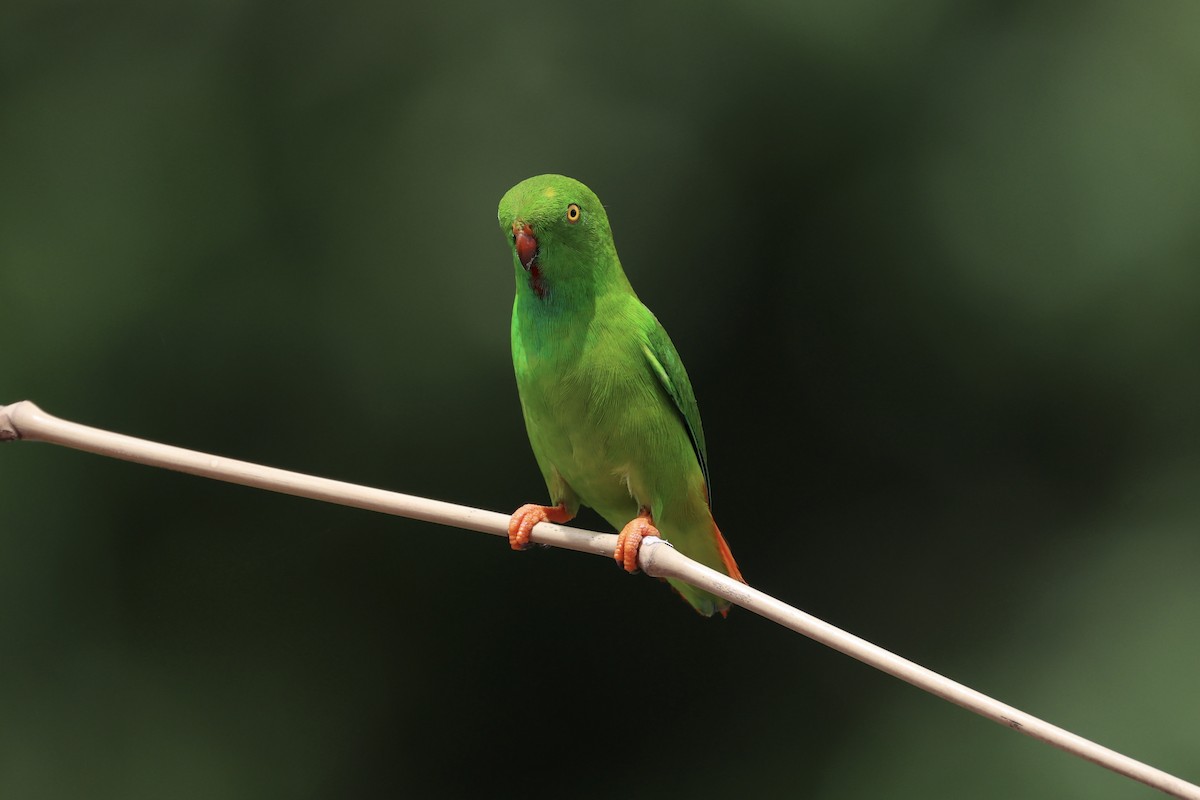 Pygmy Hanging-Parrot - ML609034389