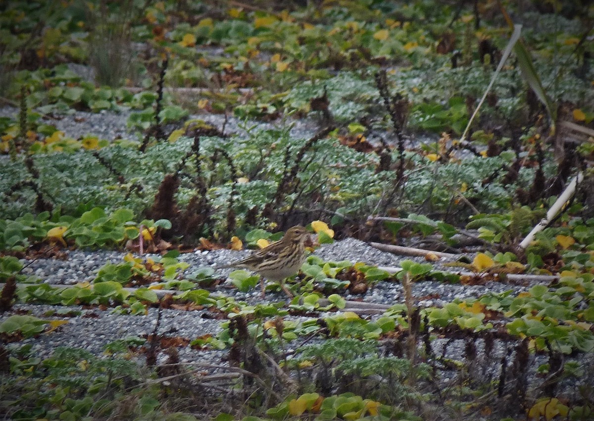 Red-throated Pipit - ML609034396