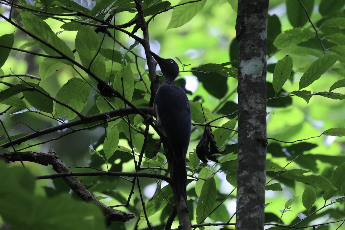 Ashy Woodpecker - ML609034407