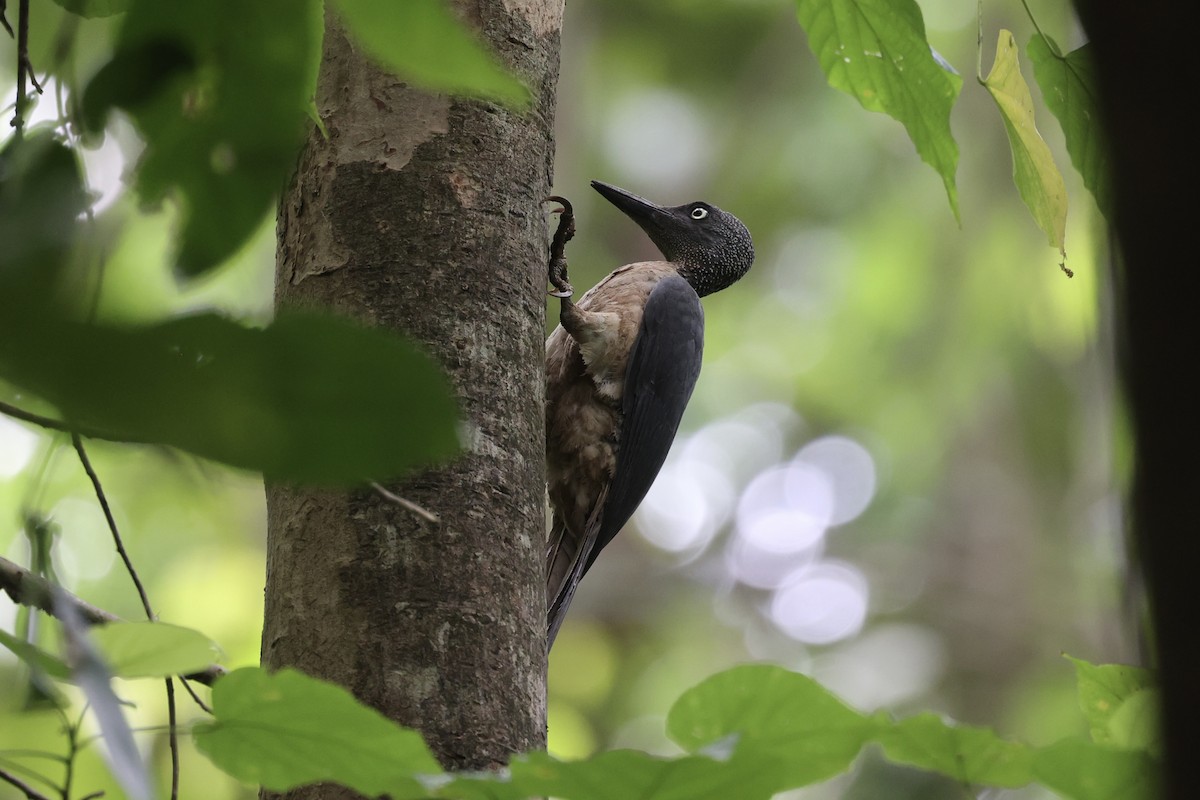 Ashy Woodpecker - Andrew William