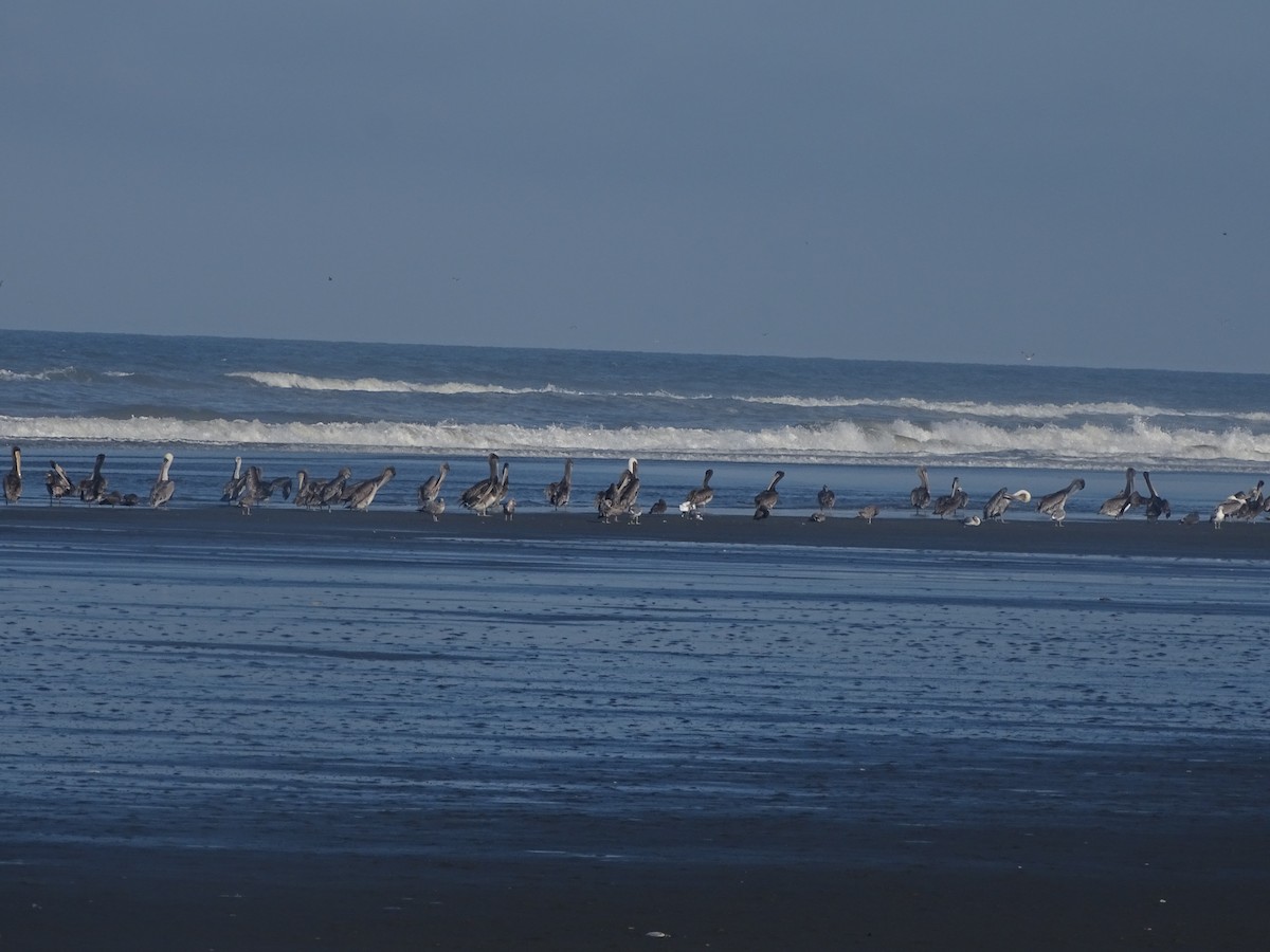 Brown Pelican - ML609034456