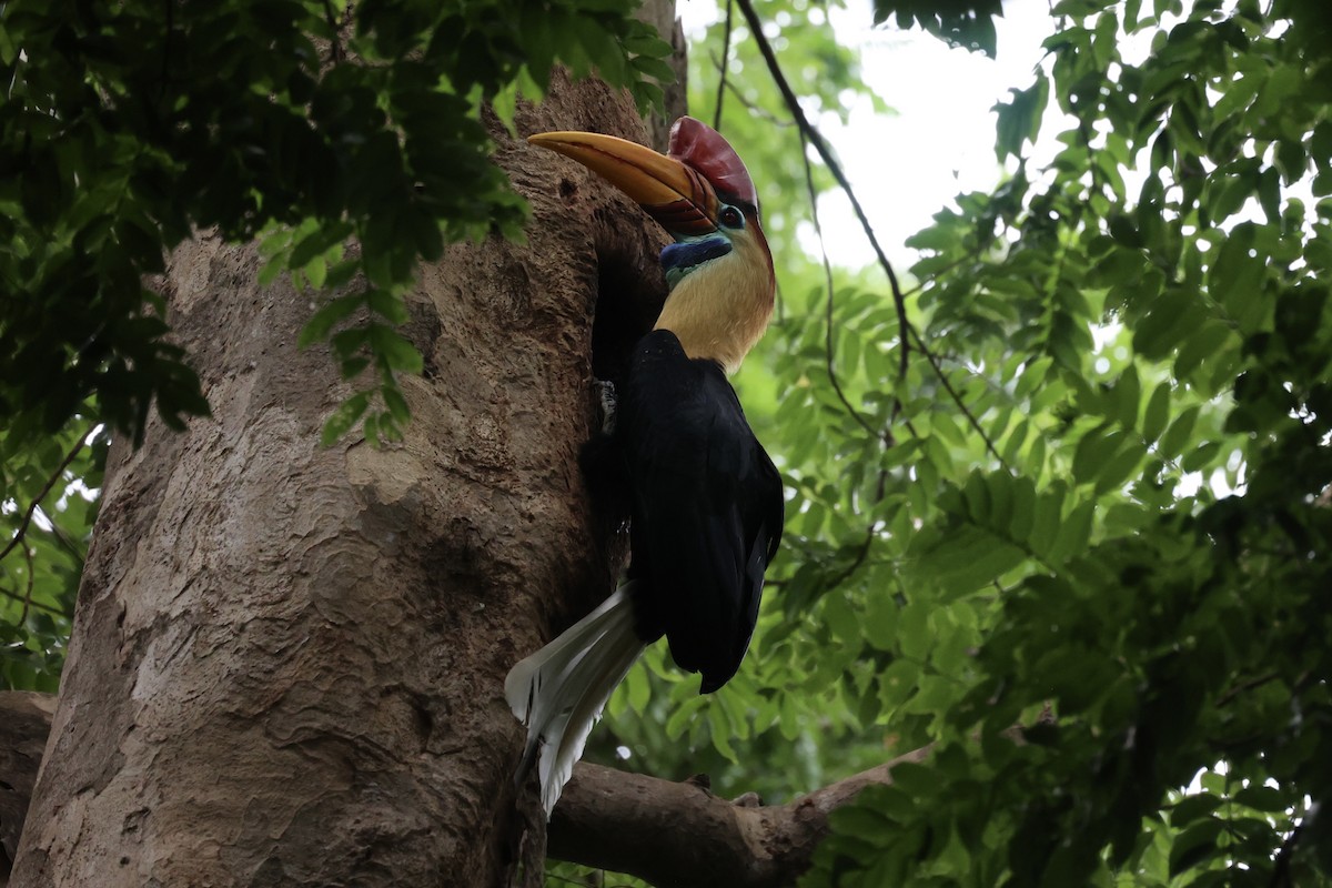 Knobbed Hornbill - ML609034625