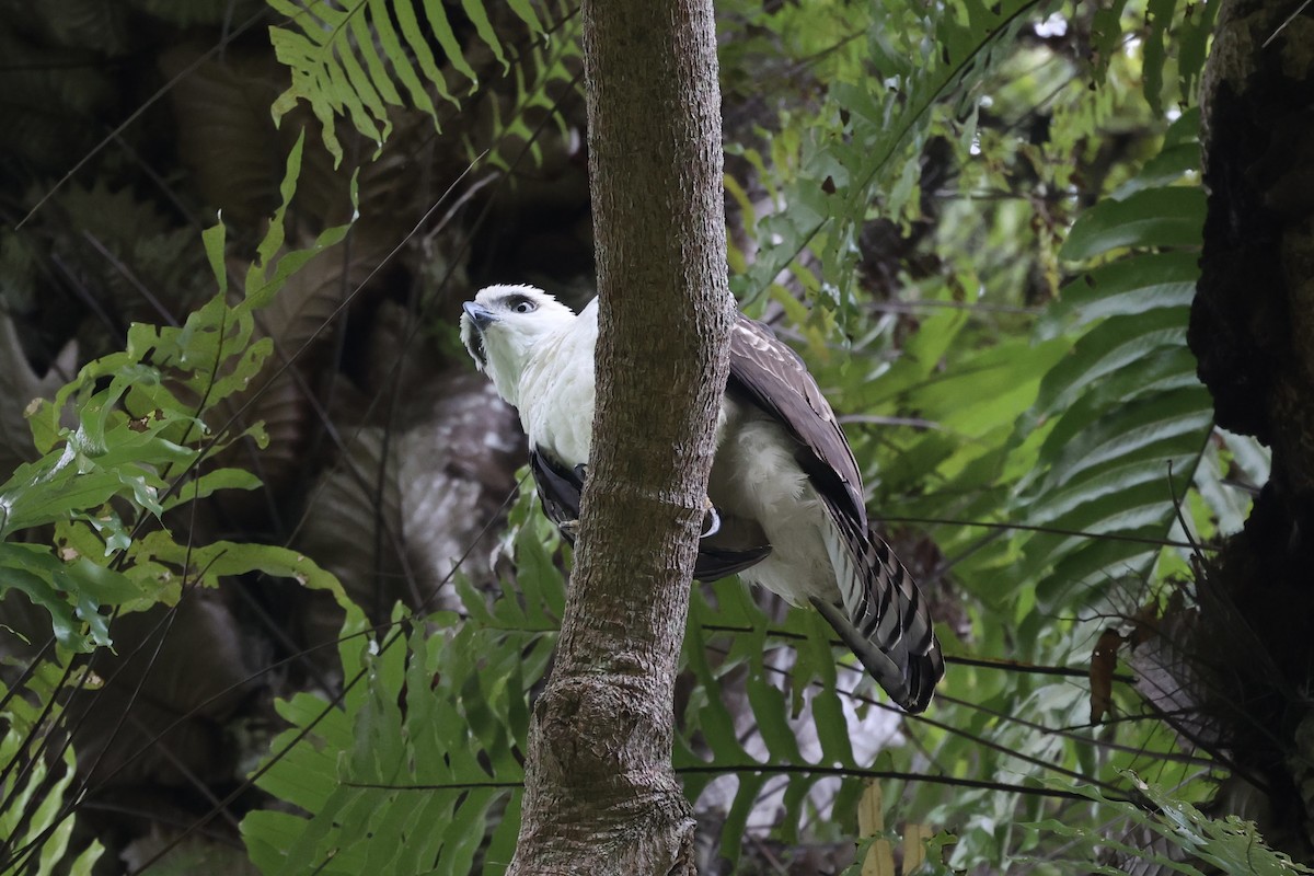 Sulawesi Hawk-Eagle - ML609034684