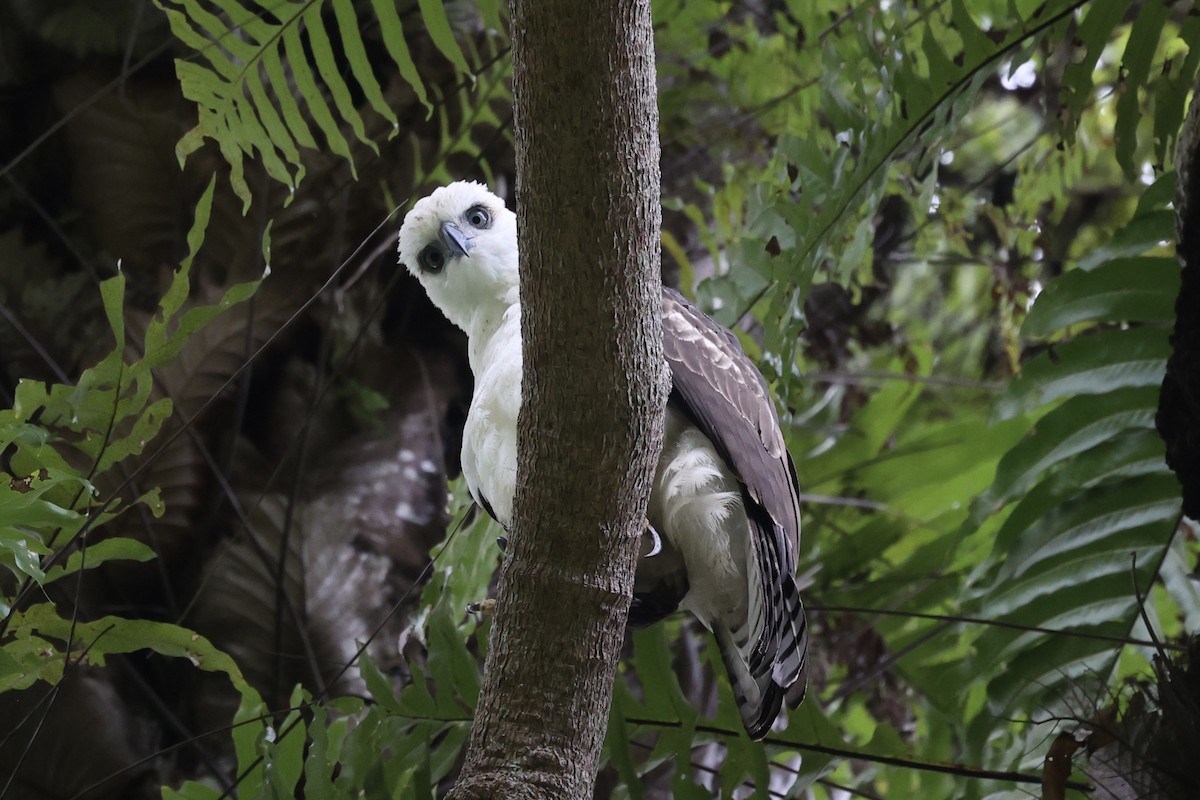 Sulawesi Hawk-Eagle - ML609034685