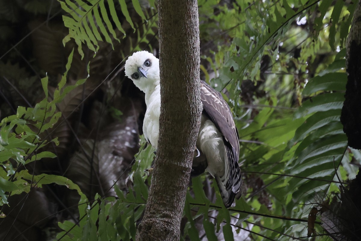 Sulawesi Hawk-Eagle - ML609034686